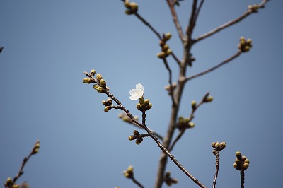 桜開花情報２ (1).jpg