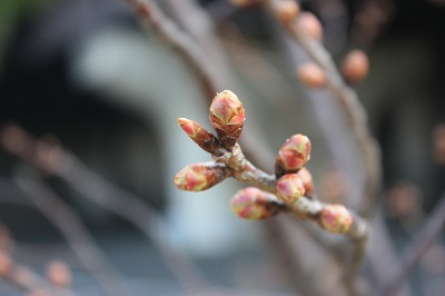 桜開花情報２ (3).jpg