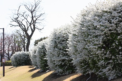 桜開花情報３ (4).jpg