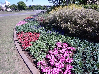 お花を植え替えました。 - 日産スタジアム（新横浜公園）スタッフブログ