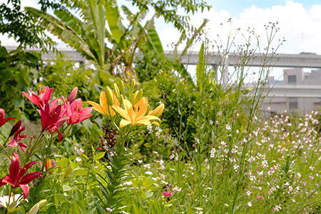 新横浜公園 Shin Yokohama Park